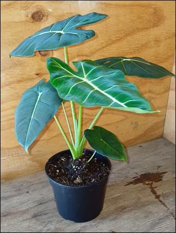 Alocasia Frydek