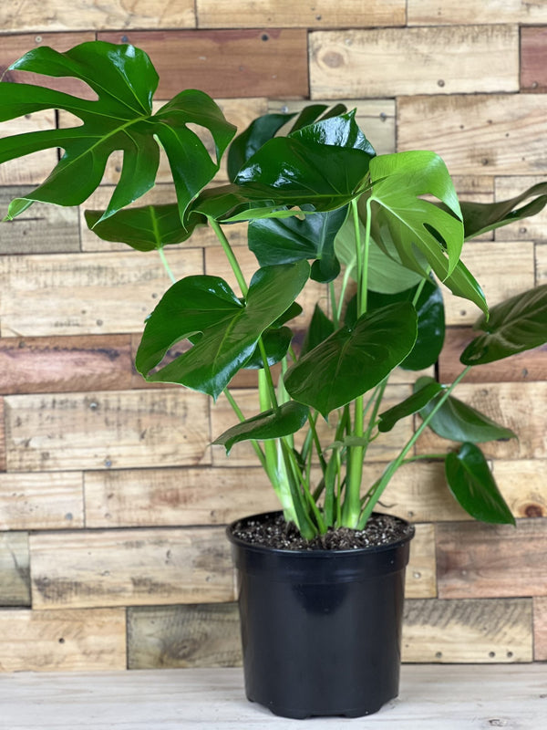 Monstera Deliciosa