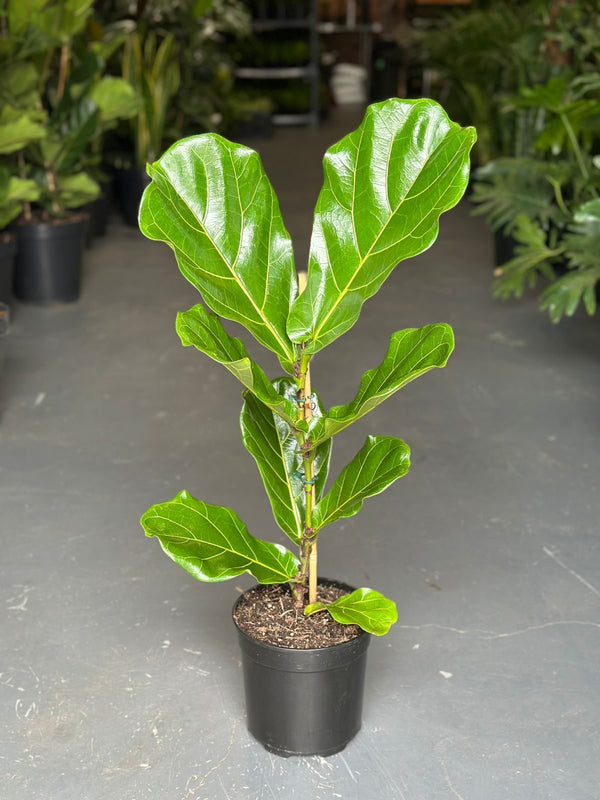 Ficus Lyrata