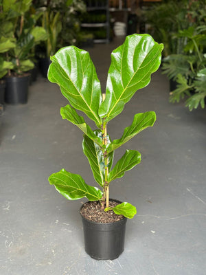 Ficus Lyrata