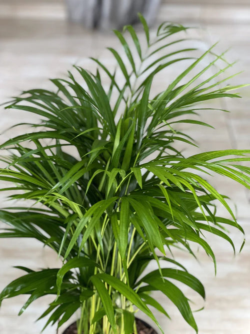 Large Bamboo Palm