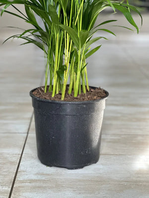 Large Bamboo Palm