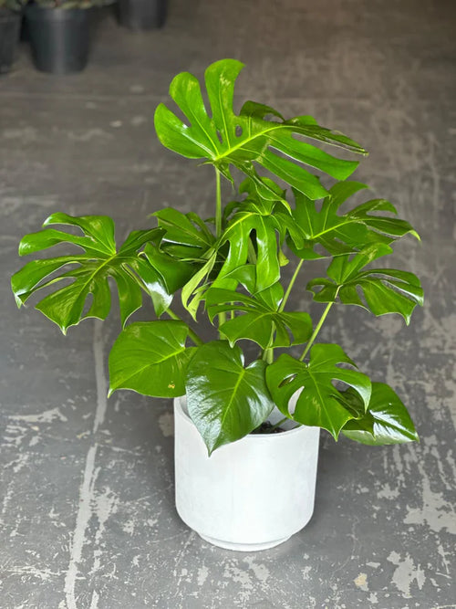 Large Monstera Deliciosa With Decorative Pot