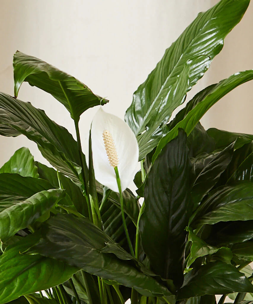 Peace lilly