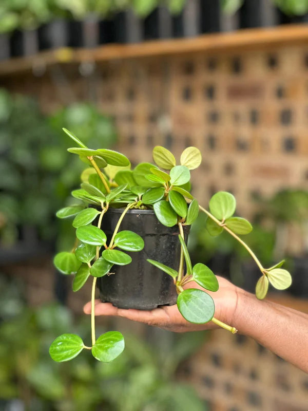 XSmall Peperomia Hope