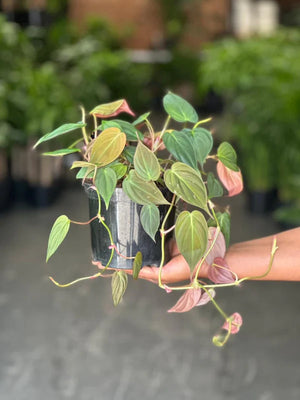 Small Philodendron Micans