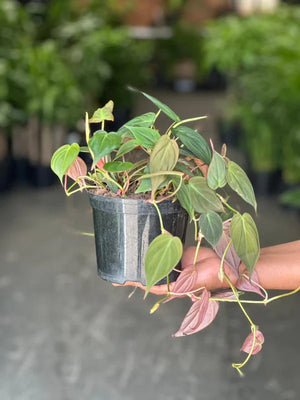 Small Philodendron Micans