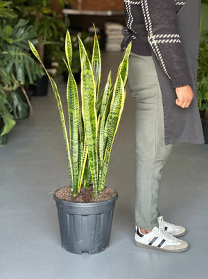 XL LaurentiiSnake Plant
