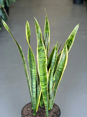 XL LaurentiiSnake Plant
