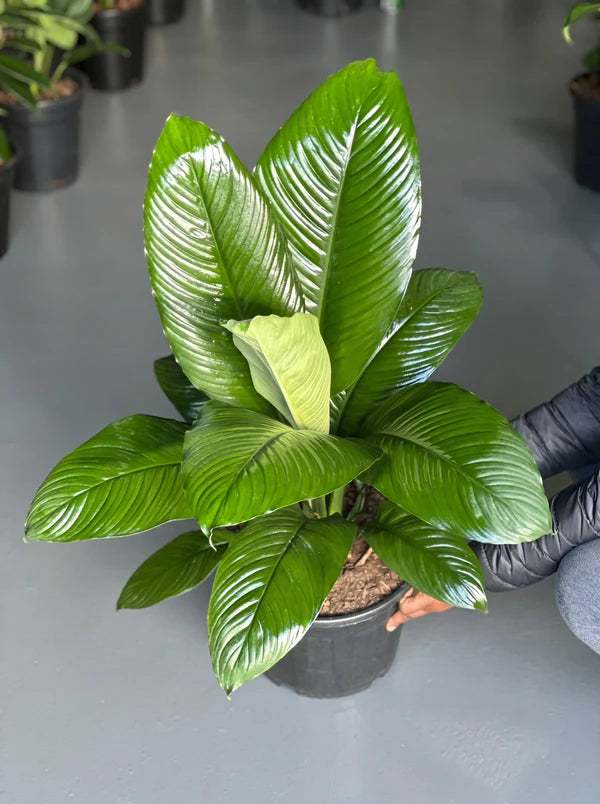 XL Peace Lily Sensation