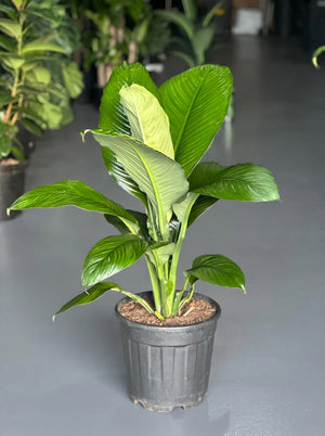 XL Peace Lily Sensation