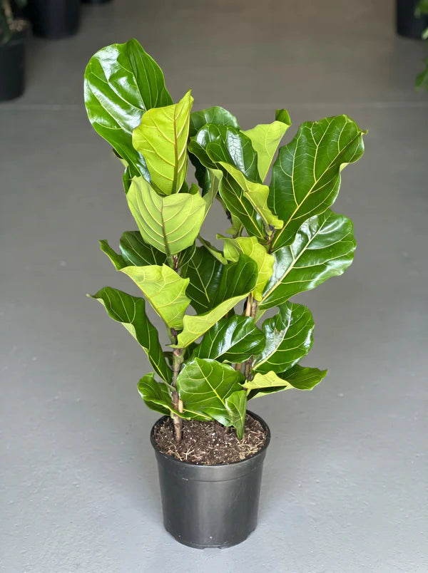 Large Fiddle Leaf Fig (3-stemmed)