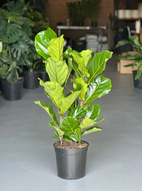 Large Fiddle Leaf Fig (3-stemmed)