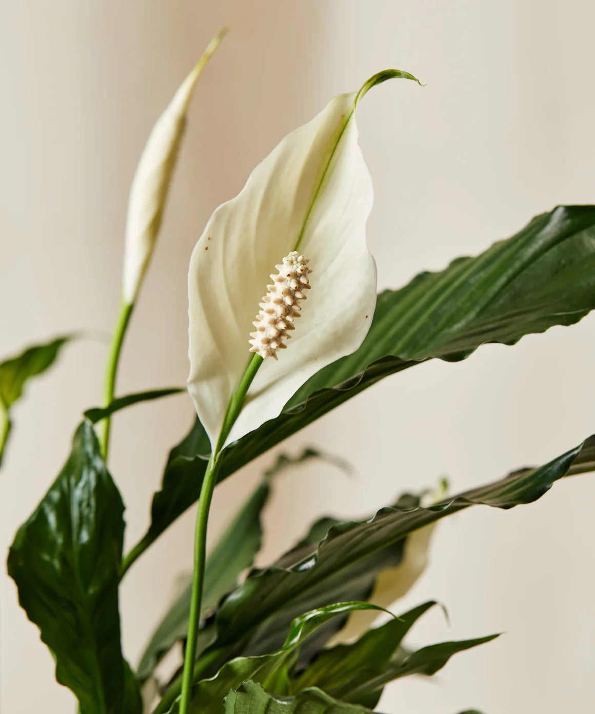 Premium Peace Lily Indoor Plant