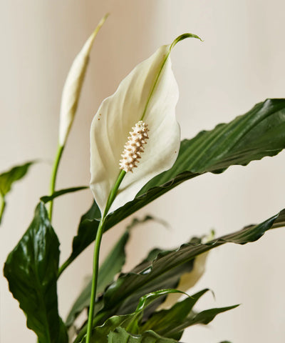 Peace lilly