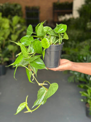 Small Heart Leaf Philodendron