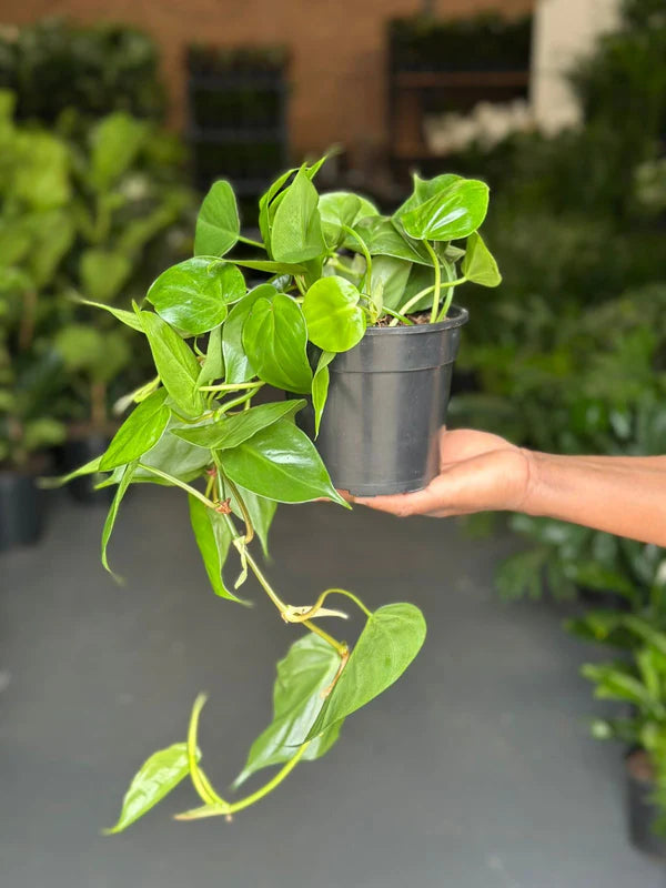 Small Heart Leaf Philodendron