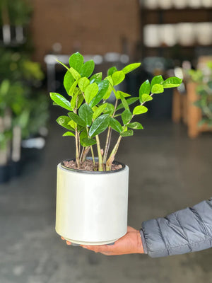 Small ZZ Plant with Decorative Pot