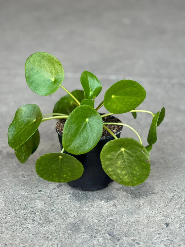 XS Chinese Money Plant