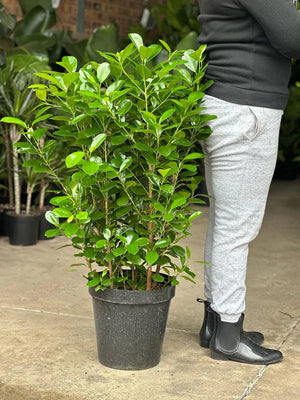 XL Ficus Moclame