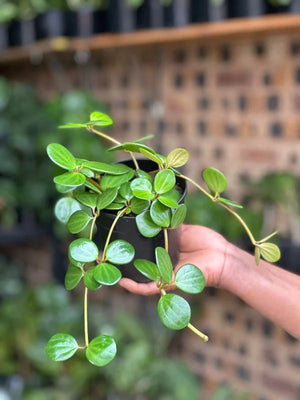 XL Philodendron Selloum
