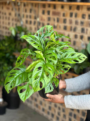 Medium Monstera Adansonii