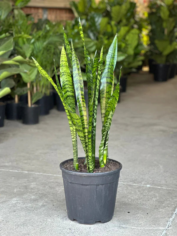 XL Snake Plant