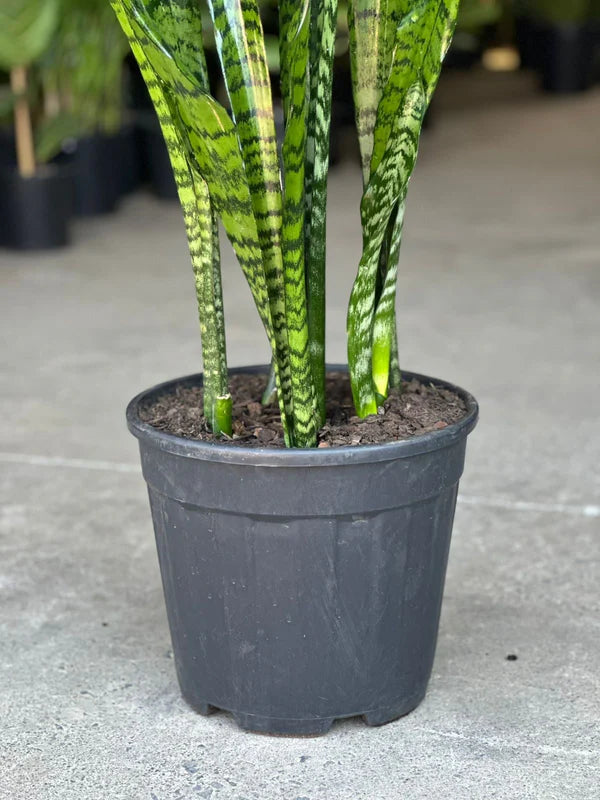 XL Snake Plant
