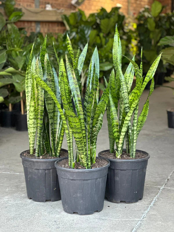 XL Snake Plant