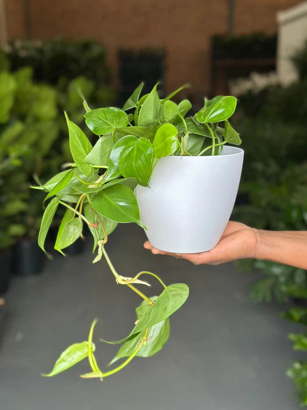 Small Heart Leaf Philodendron