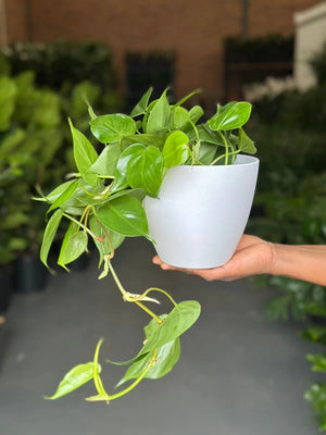 Small Heart Leaf Philodendron