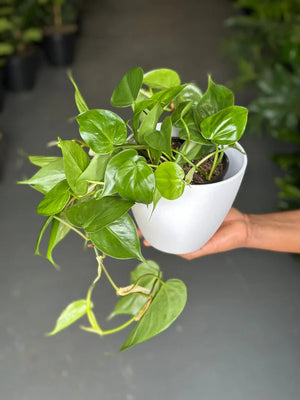 Small Heart Leaf Philodendron