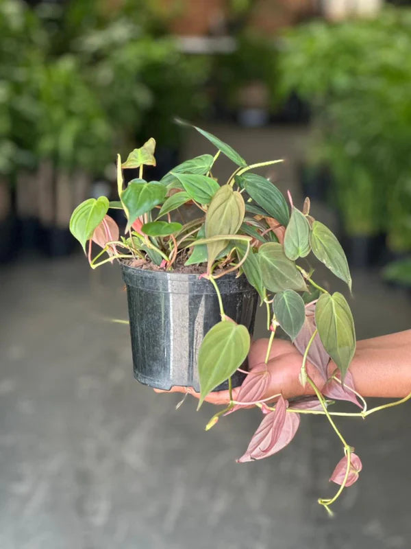 Small Philodendron Micans