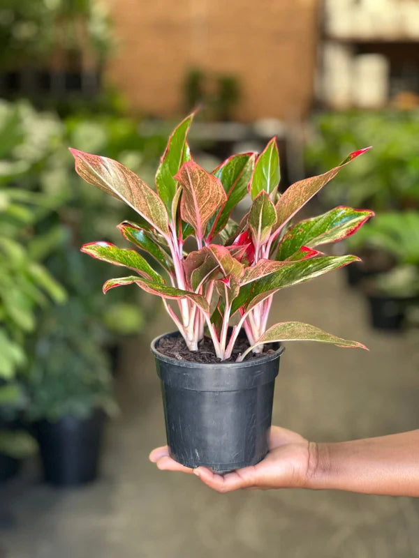 Small Chinese Evergreen King of Siam
