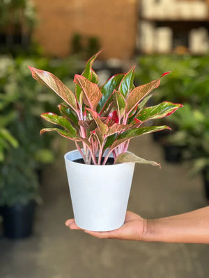 Small Chinese Evergreen King of Siam With Decorative Pot