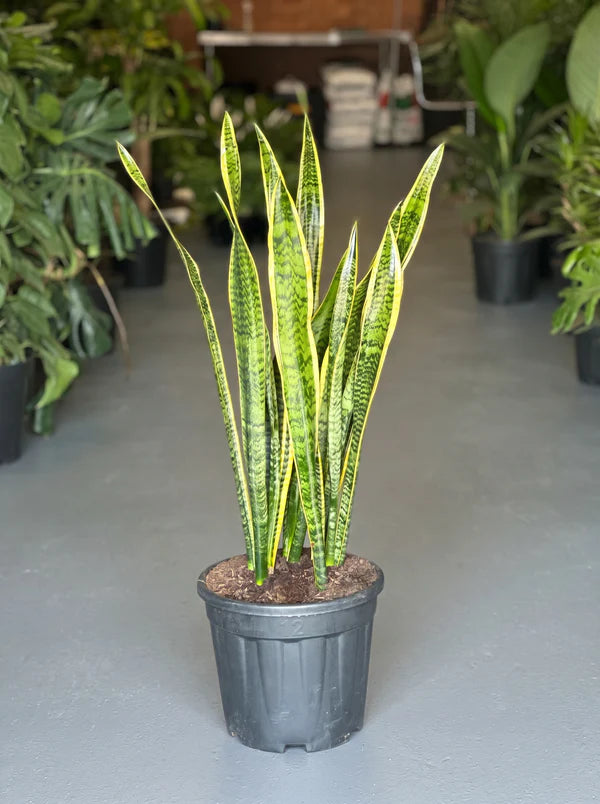 XL Snake Plant Laurentii
