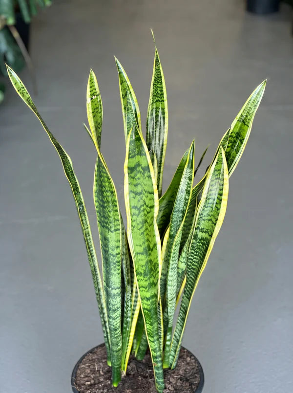 XL Snake Plant Laurentii
