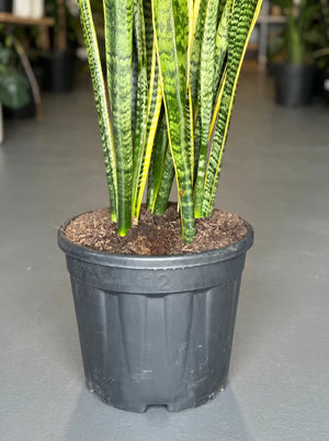 XL Snake Plant Laurentii