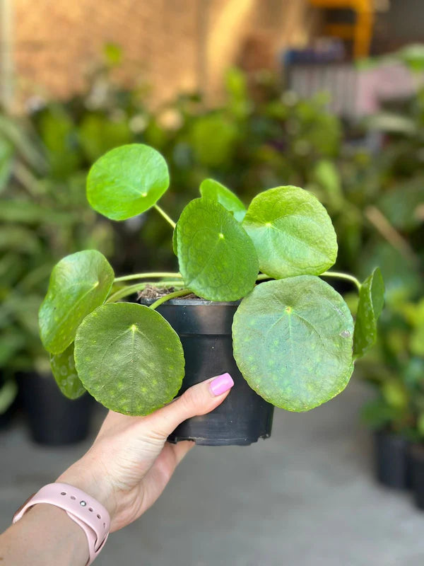 XS Chinese Money Plant