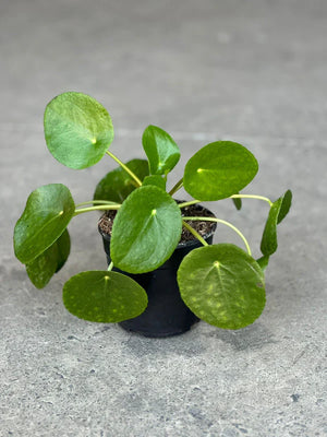 XS Chinese Money Plant